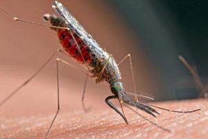 Navy Researchers Making Progress on a Vaccine for Malaria