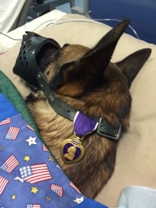purpleheart dog