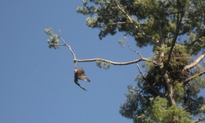 eagle