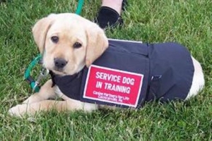 service-dog