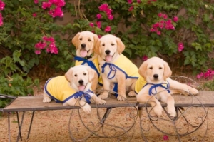 services pups